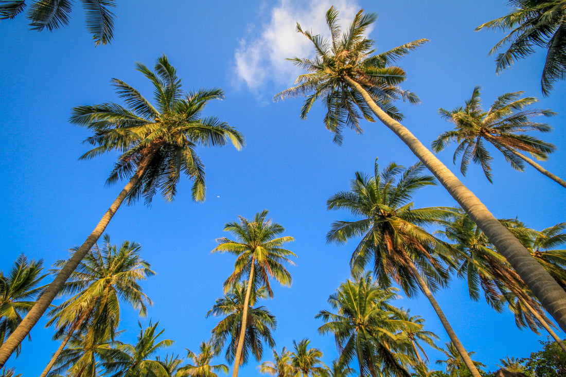 "Tropical palm trees representing summer holiday vibes for Vivian The Store travel blog